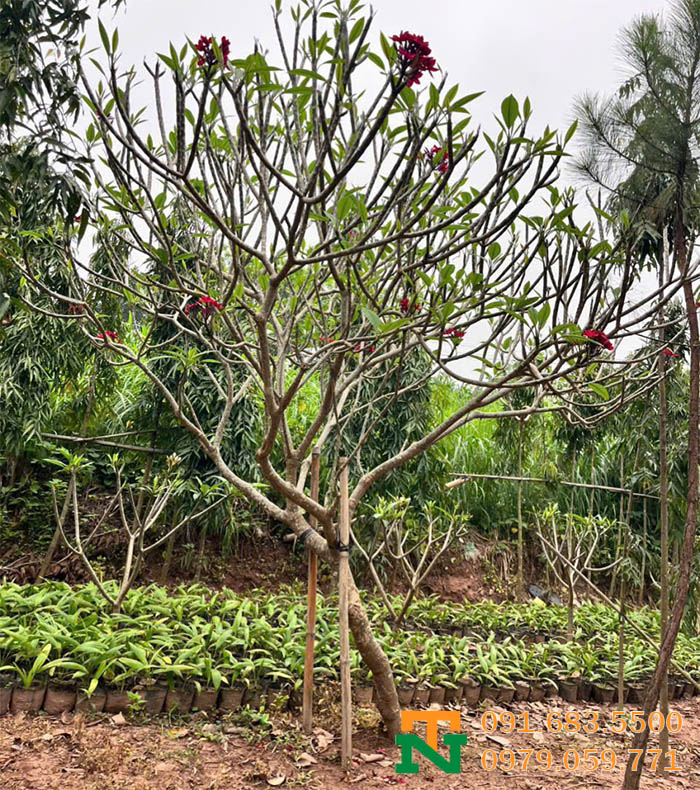 Cây hoa Đại đỏ cao cấp 
