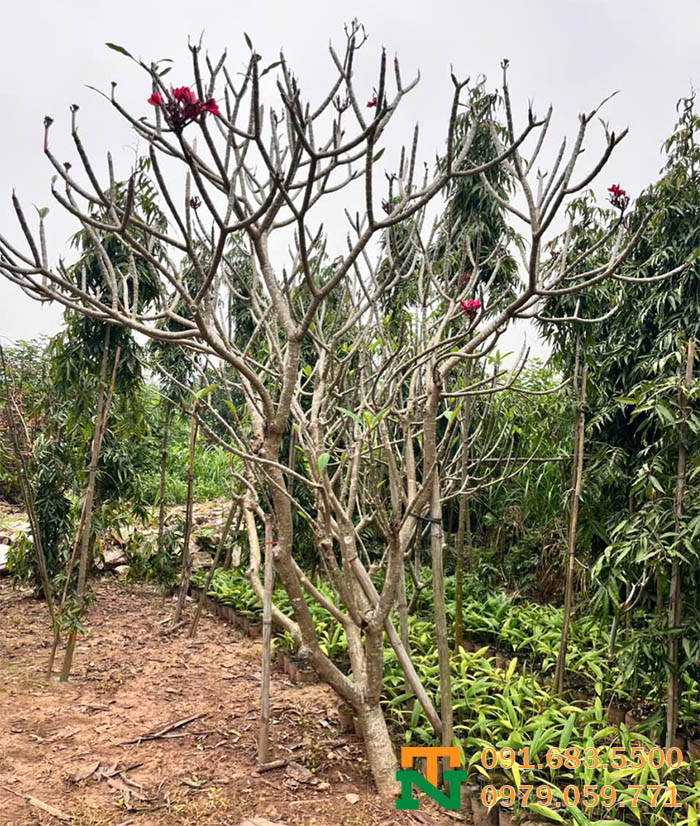 Cây hoa Đại đỏ chất lượng cao 