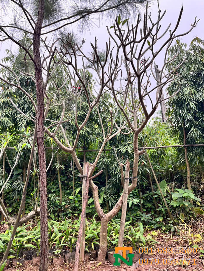 Cây hoa Đại đỏ giá rẻ 