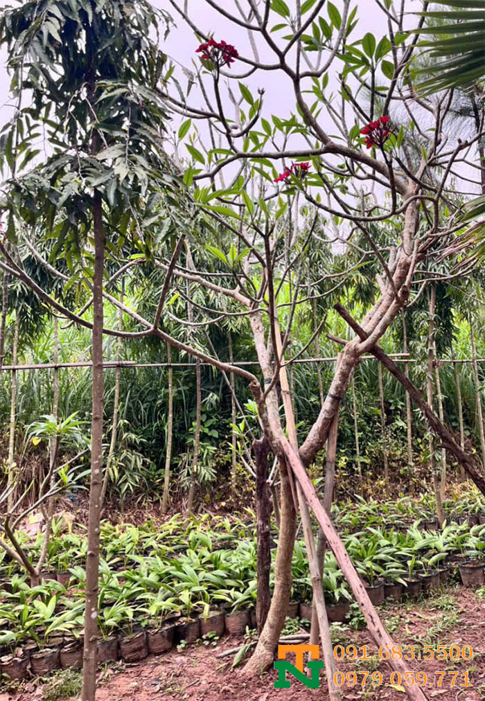 Cây hoa Đại đỏ trồng sân vườn