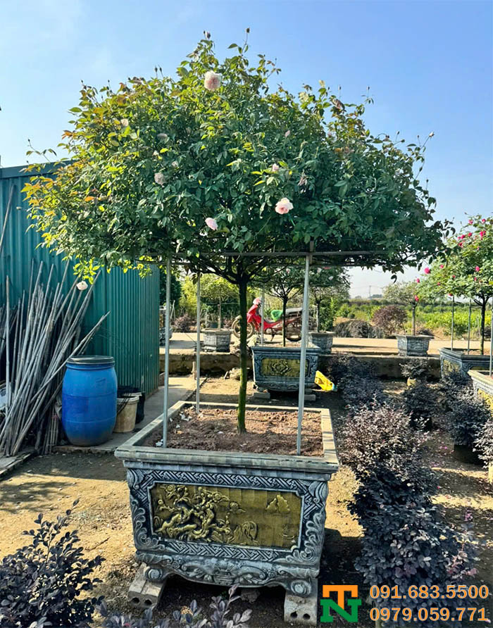 Cây hồng đào cảnh cao cấp 