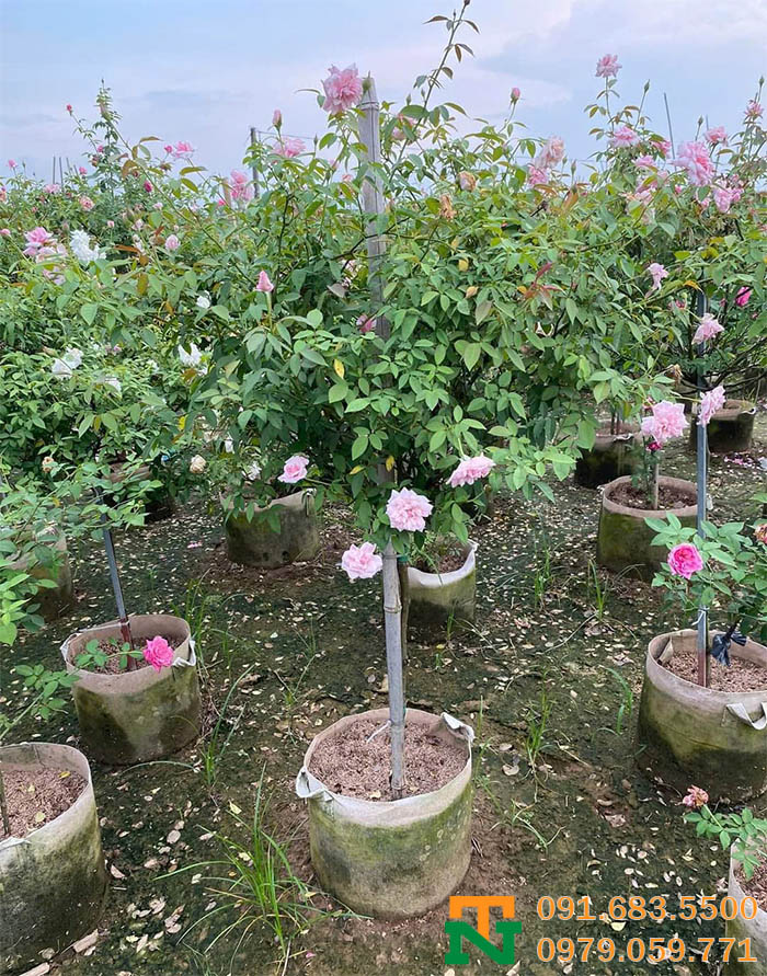 Cây hoa hồng đào giá rẻ chất lượng