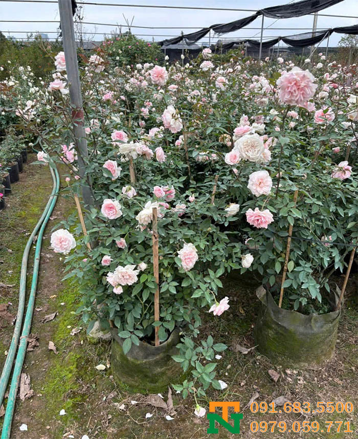Cây hoa hồng đào cảnh mini