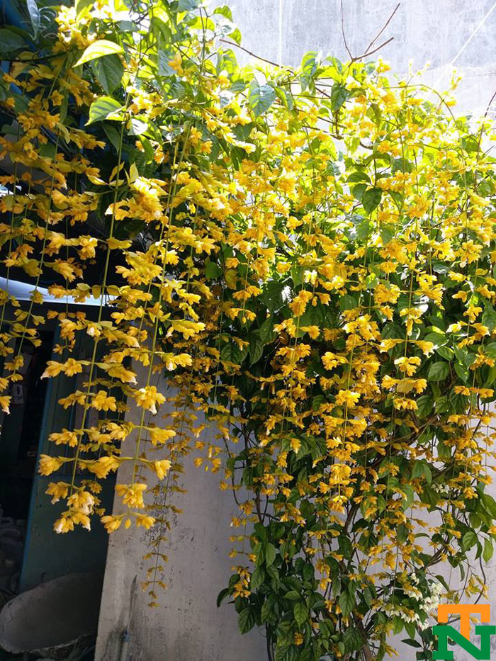 Hình ảnh hoa lan hoàng dương màu vàng buông rũ tuyệt đẹp