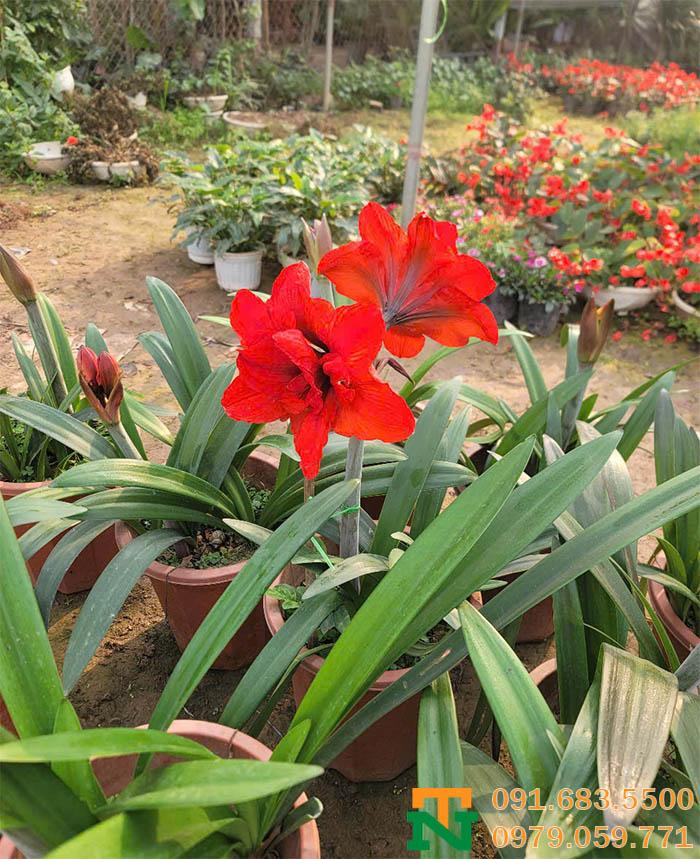 Hoa loa kèn đỏ trang trí