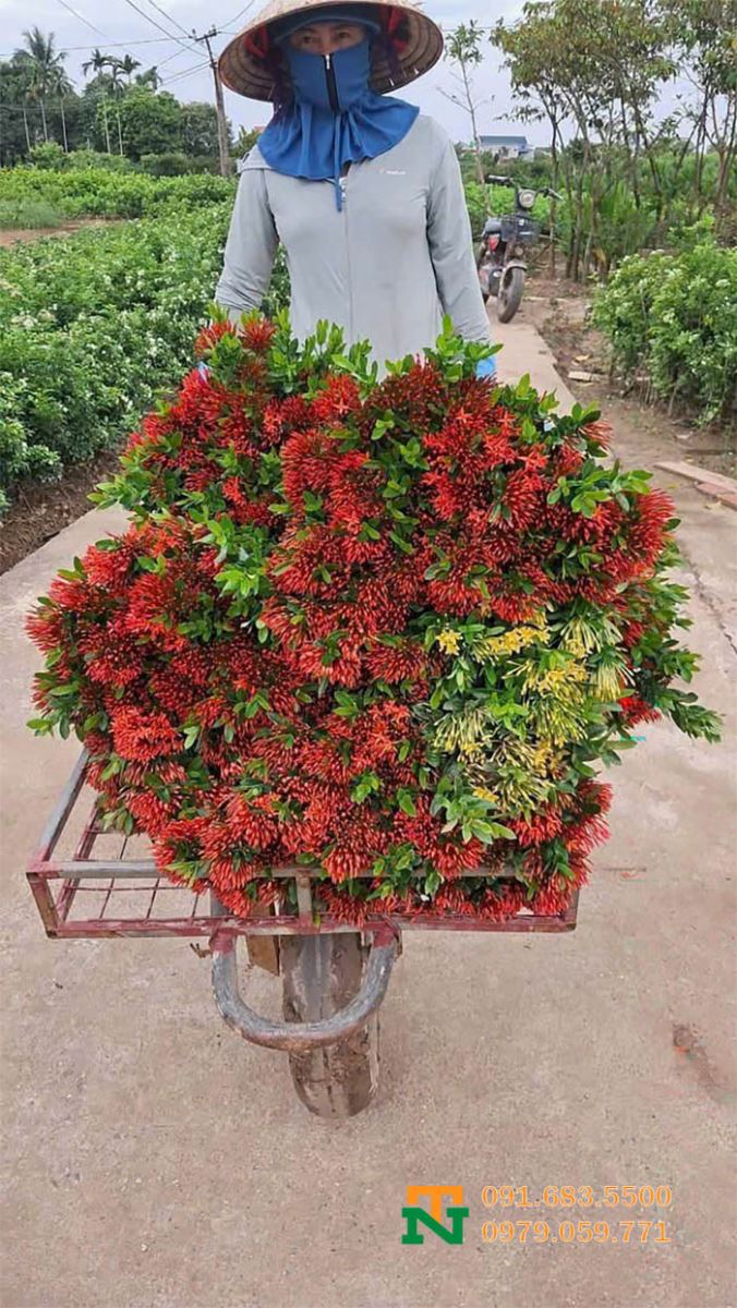 Cây hoa mẫu đơn thái tại vườn