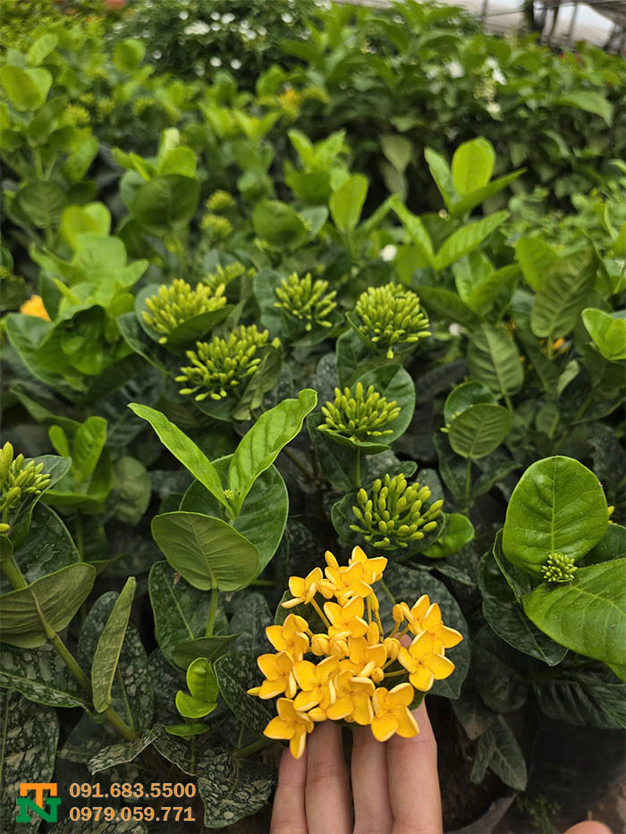 Cây hoa mẫu đơn trồng vườn
