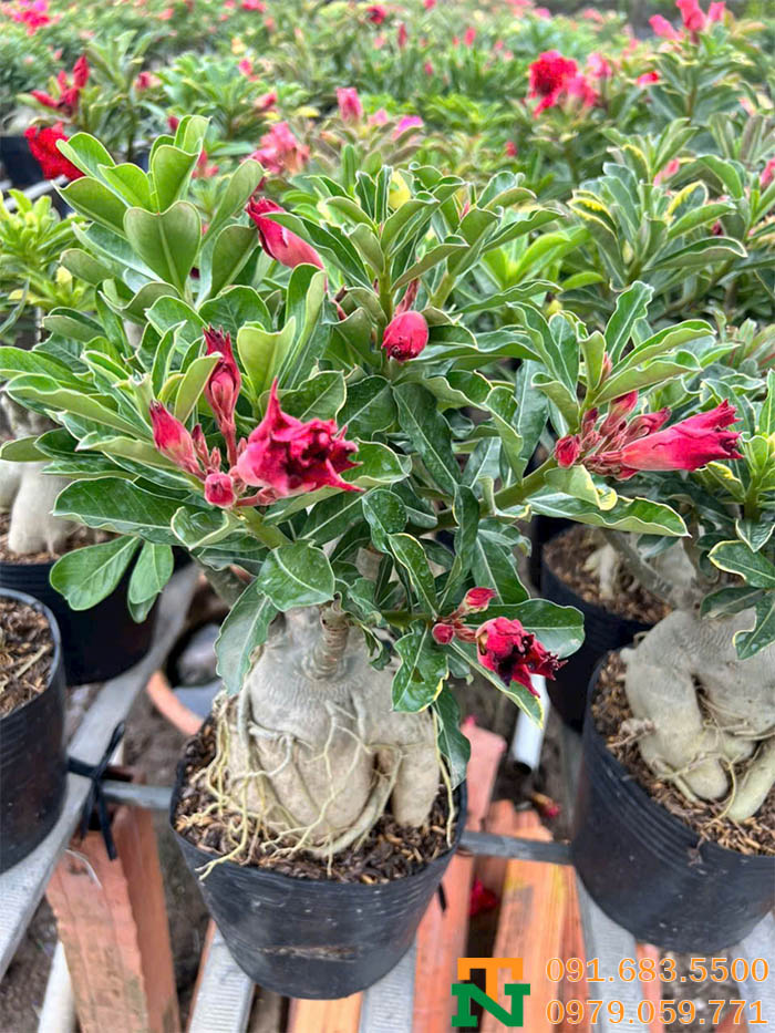 Cây hoa sứ thái cảnh