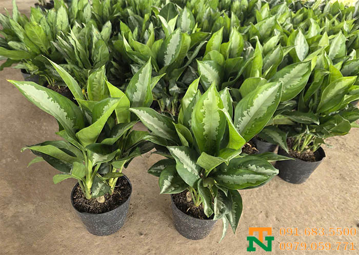 Cây hoàng hậu cảnh decor văn phòng