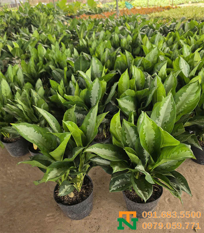 Cây hoàng hậu tại vườn giá tốt