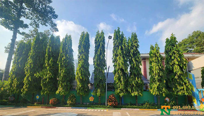 Cây hoàng nam cao cấp