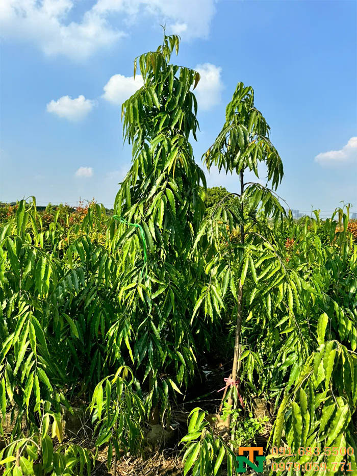 Cây hoàng nam cực đẹp