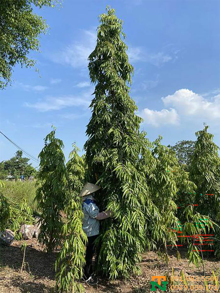 Cây hoàng nam bóng mát