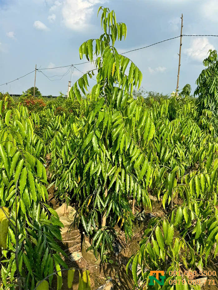 Cây hoàng nam trồng vườn