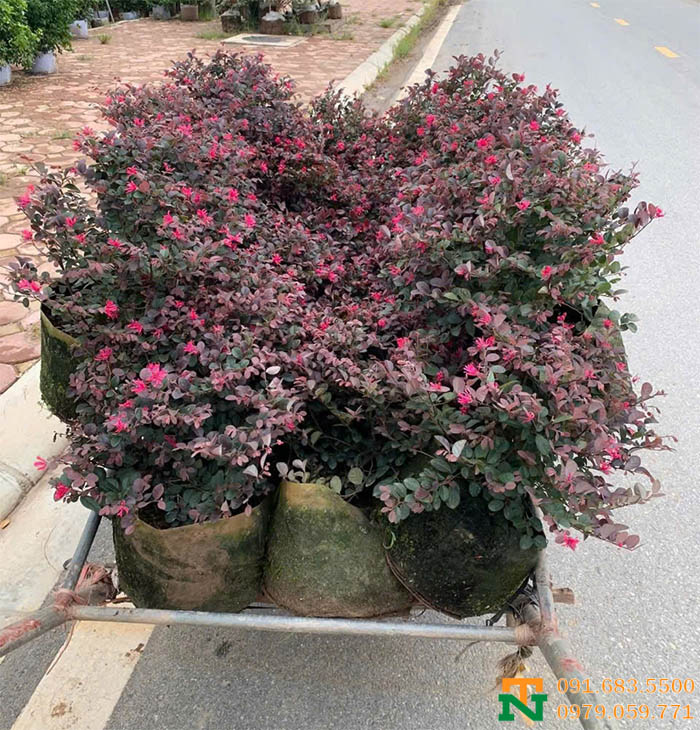 Cây hồng phụng bé nhiều hoa giá tốt