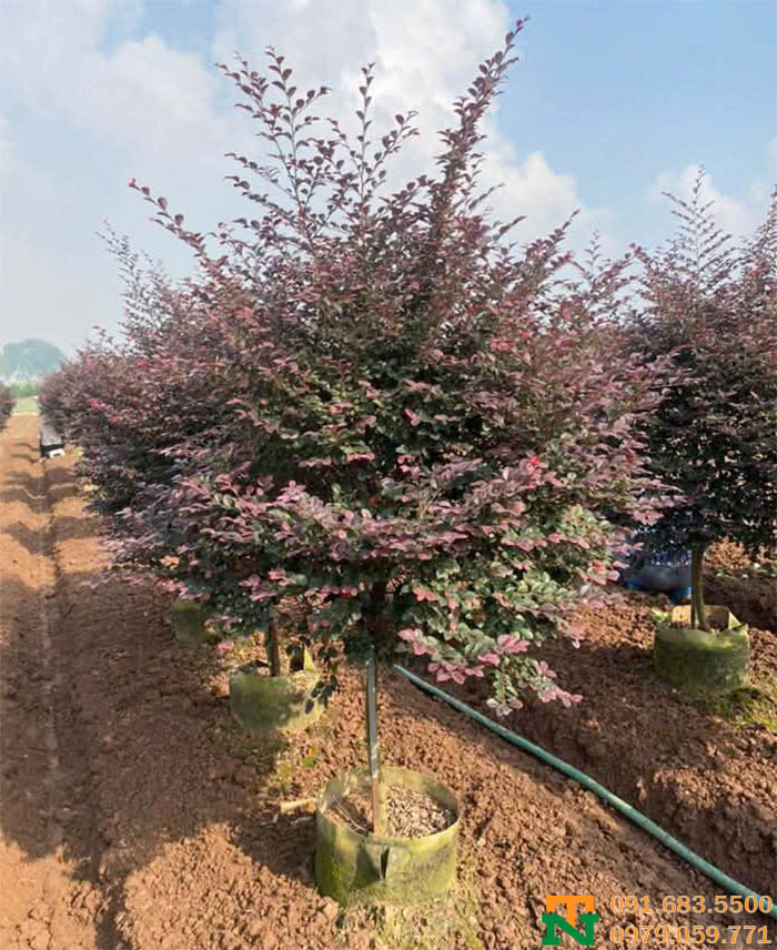 Cây hồng phụng tại vườn