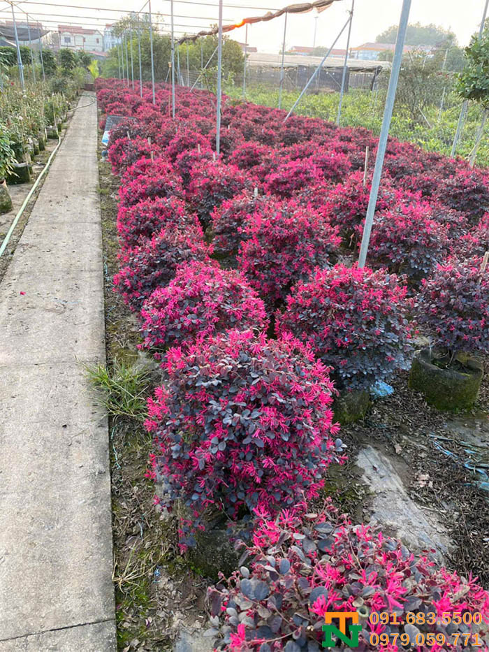 Vườn hồng phụng đẹp sang