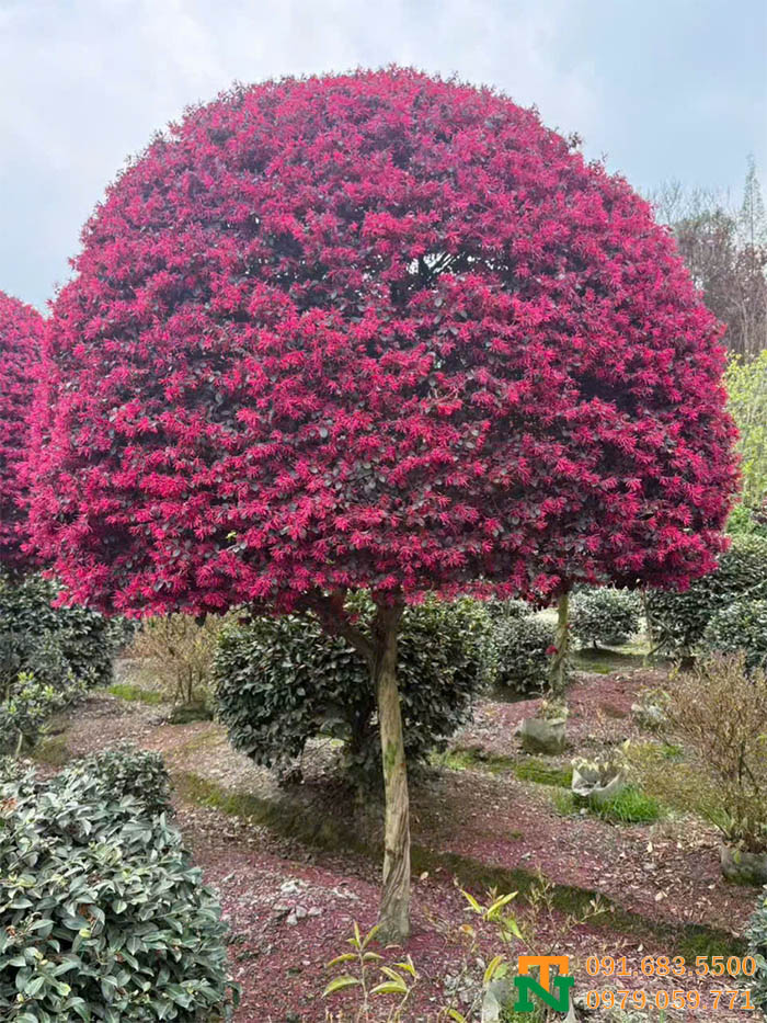 Cây hoa hồng phụng cảnh đẹp cao cấp