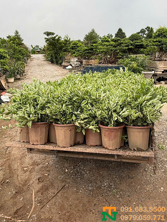 Cây hồng tước san hô tại vườn