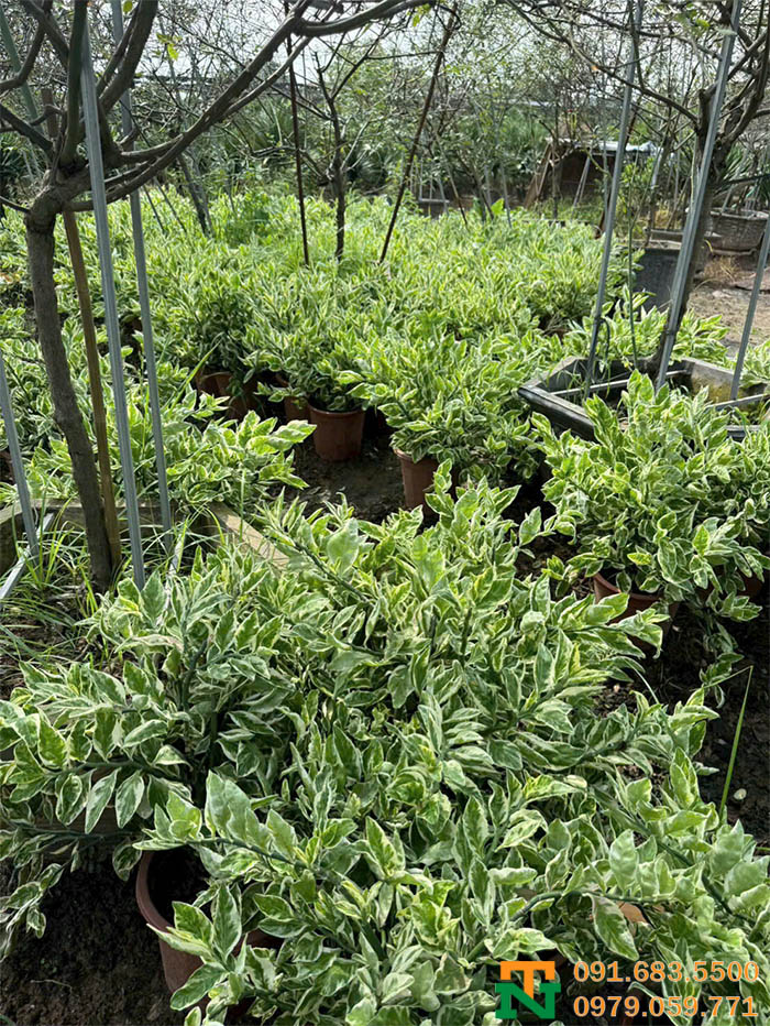 Cây hồng tước san hô trang trí