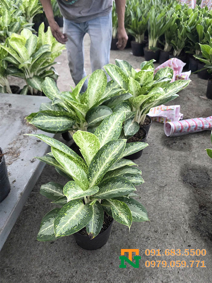 Cây huy hoàng nội thất đẹp