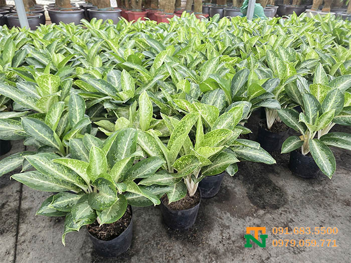 Cây huy hoàng giá tốt