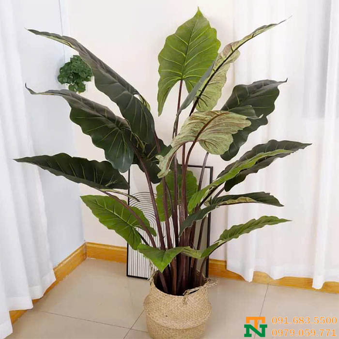 Cây khoái ráy nhân tạo decor phòng