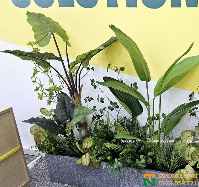 Cây khoai ráy cảnh trồng bồn