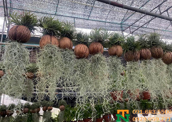 Cây không khí sân vườn