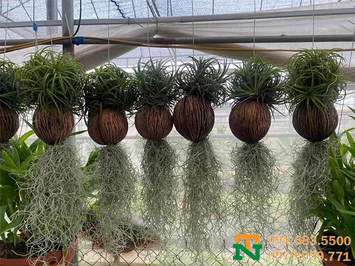 Cây không khí decor đẹp 