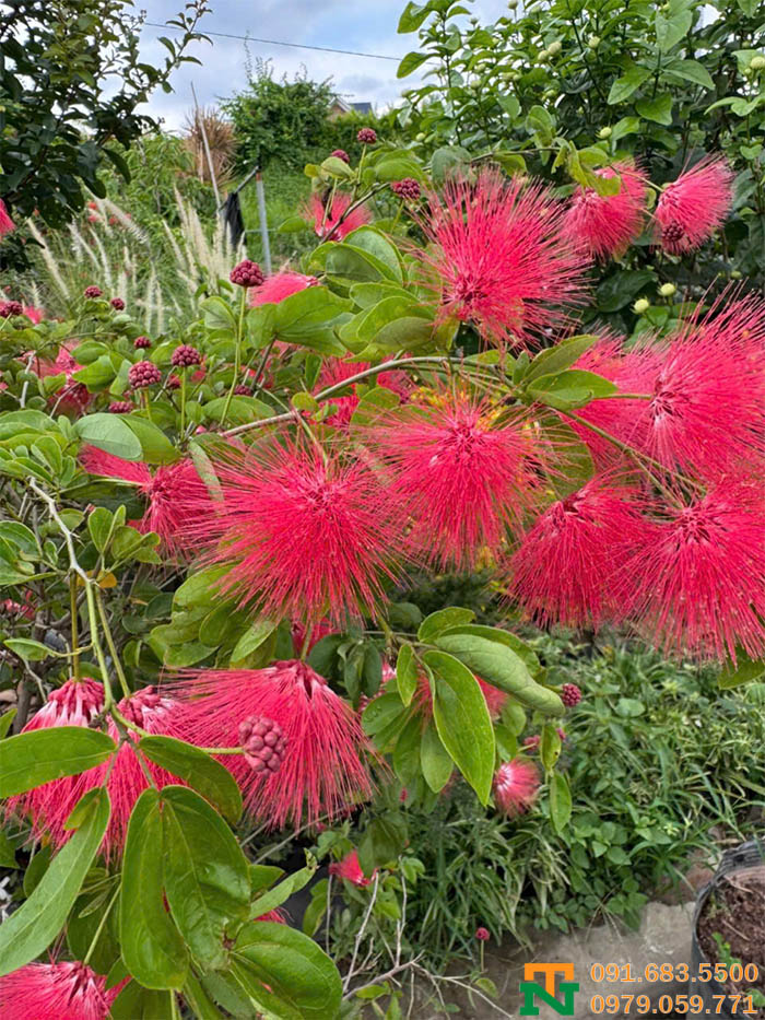 Hoa kiều hùng đẹp đỏ tươi