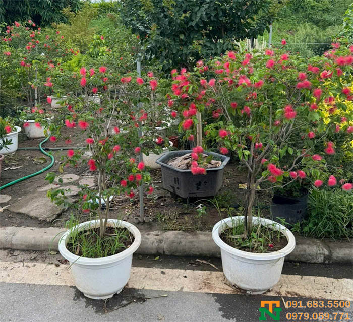 Cây kiều hùng trồng chậu 