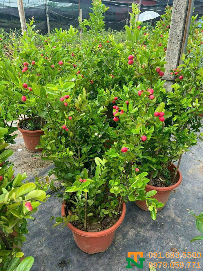 Chậu cây kim quất mini xinh