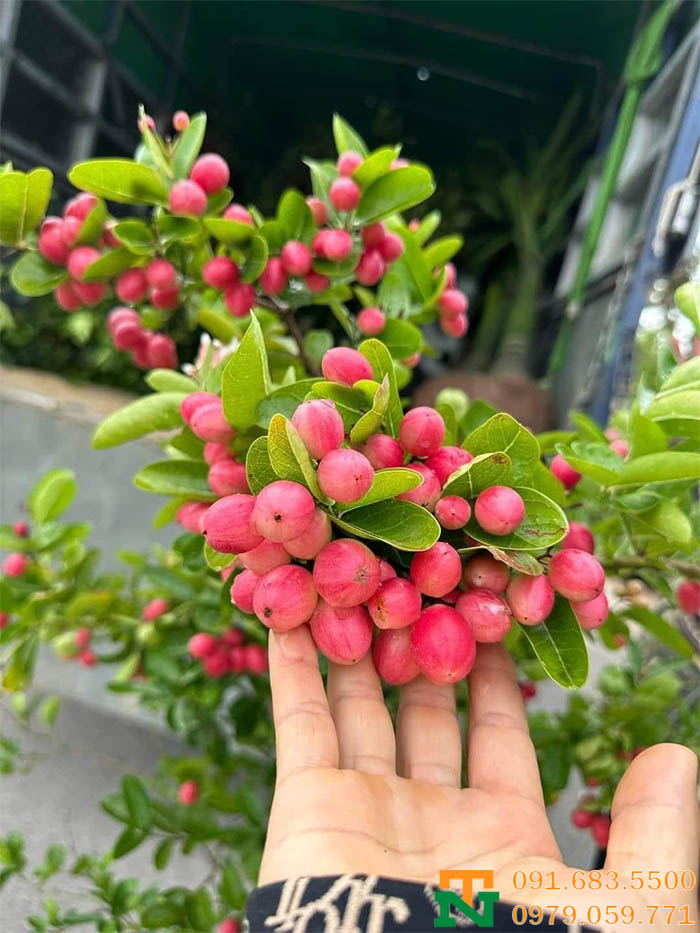 Trái kim quất đỏ mọng nước