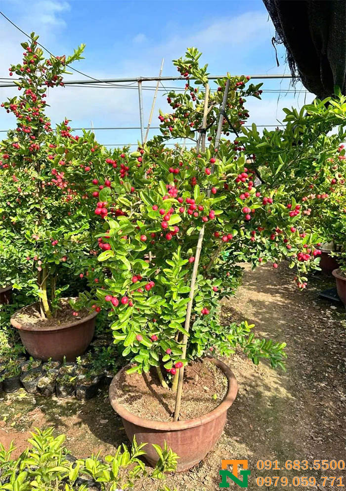 Cây kim quất to trồng vườn