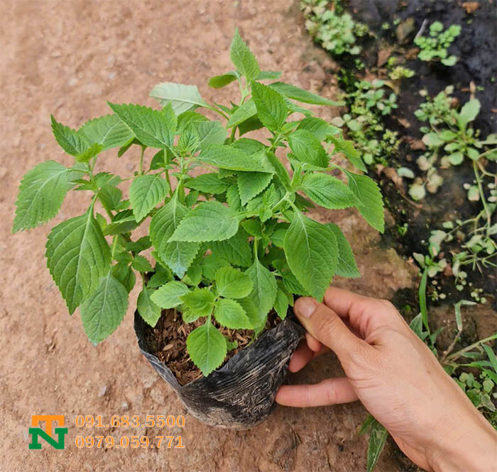 Cây kinh giới giá rẻ