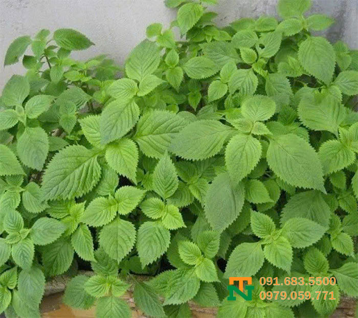 Cây kinh giới thơm đẹp
