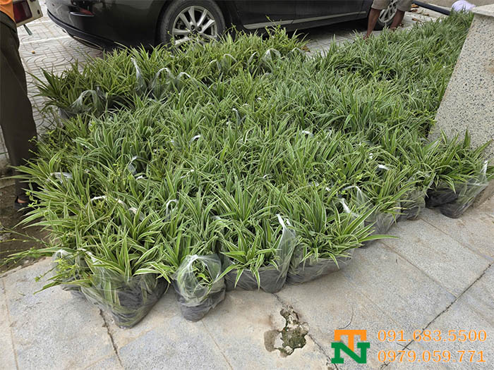Cây lan bạch chỉ giá rẻ