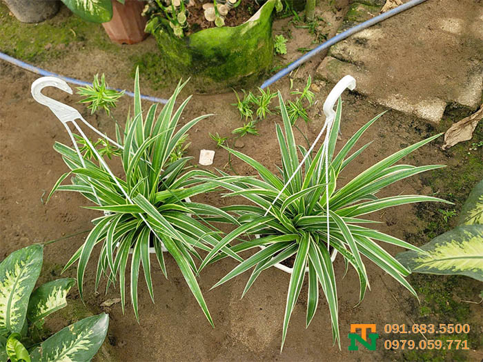 Cây lan bạch chỉ treo ban công