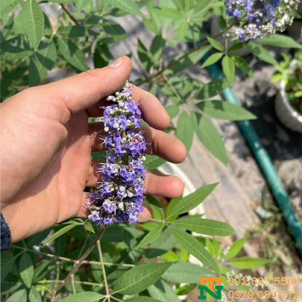 Hoa lavender thân gỗ