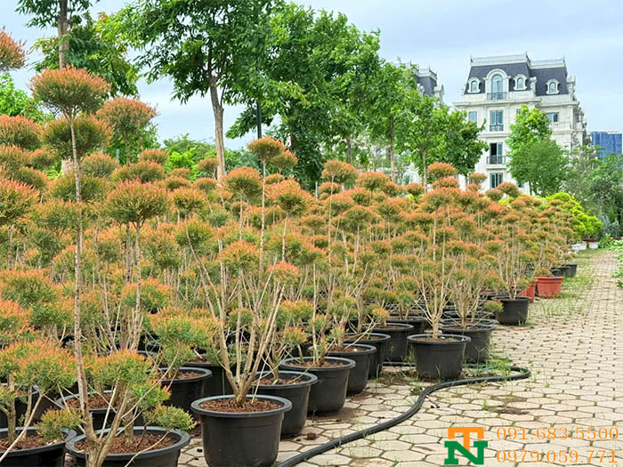 Cây liễu thái đỏ trồng sân vườn