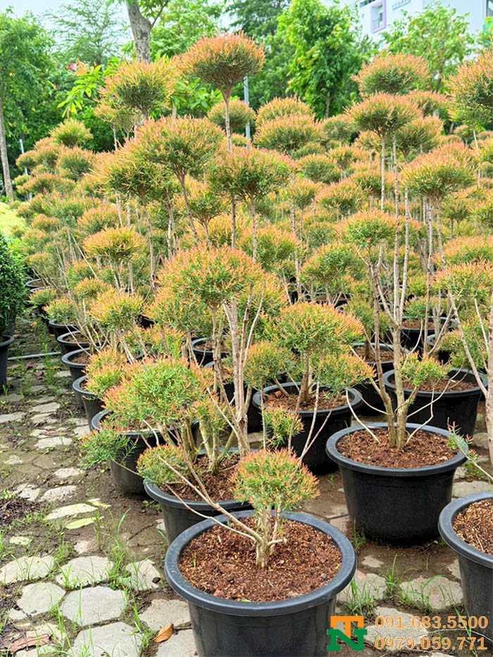Cây liễu thái đỏ cực đẹp