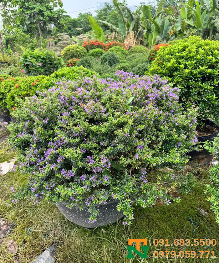 Cây linh sam cảnh đẹp sang