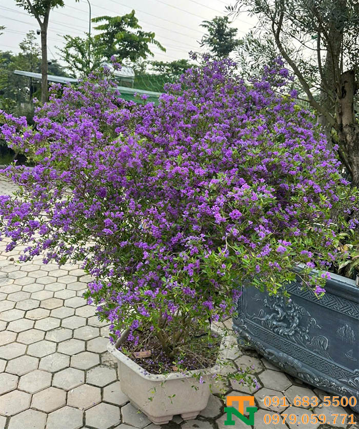 Chậu cây linh sam cảnh cao cấp