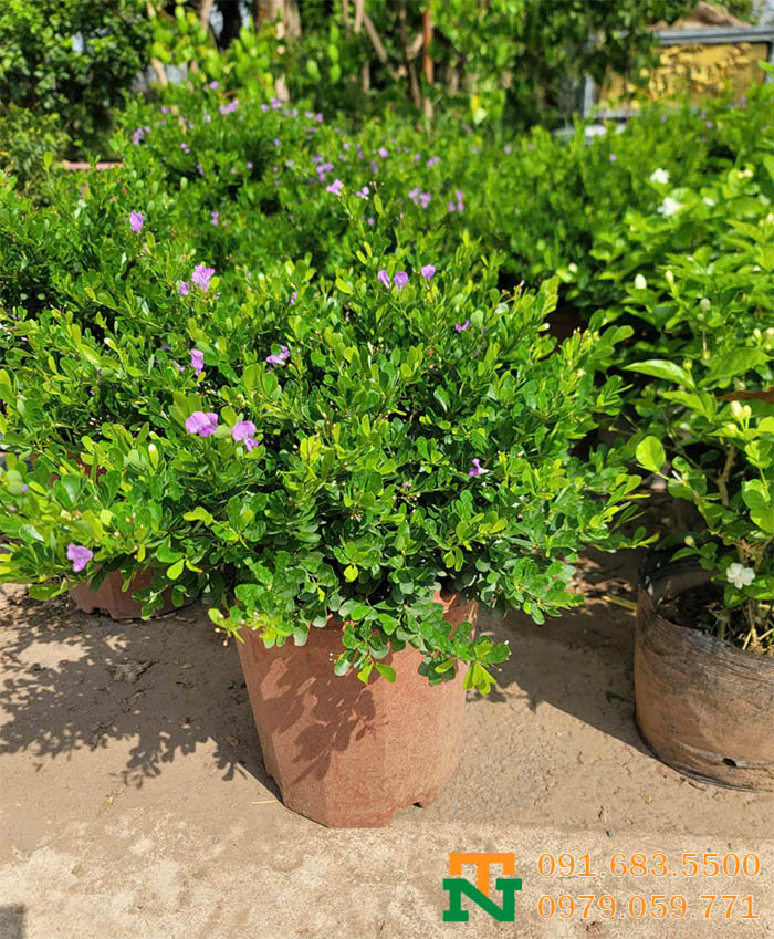 Cây linh sam mini đẹp xinh