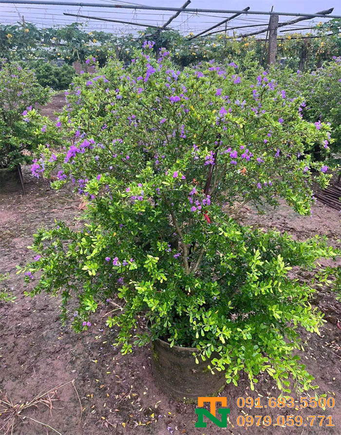 Cây linh sam tại vườn giá tốt