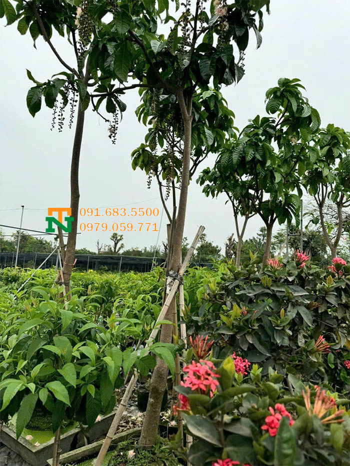 Cây lộc vừng hoa trắng hồng