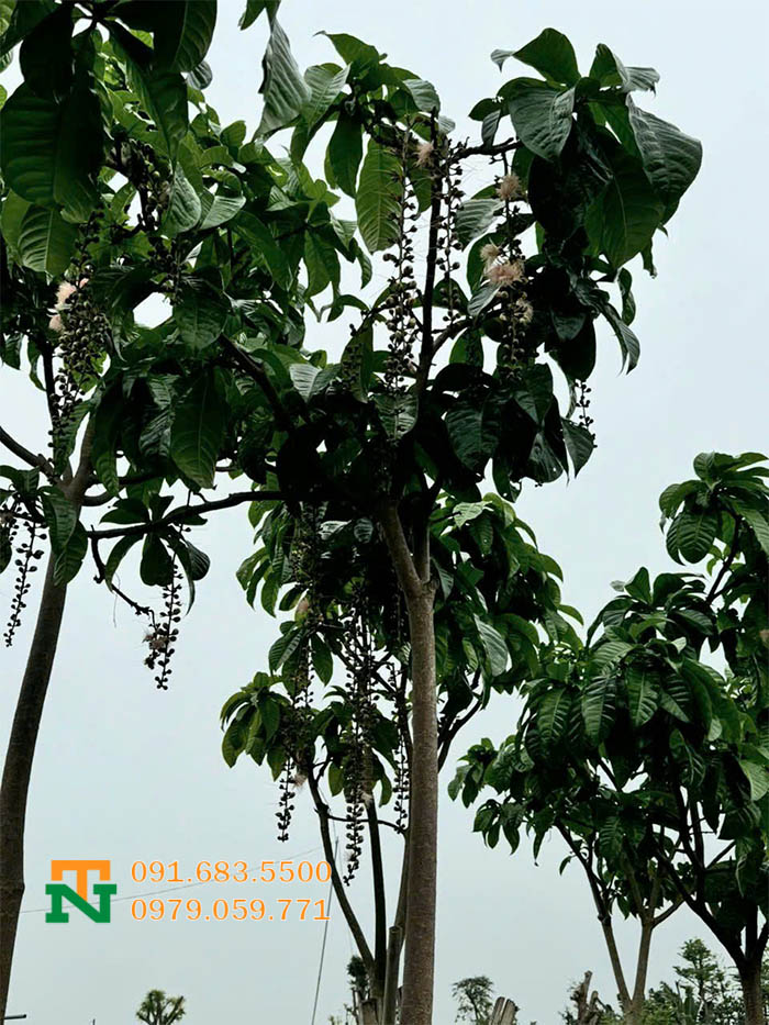 Cây lộc vừng hoa đẹp