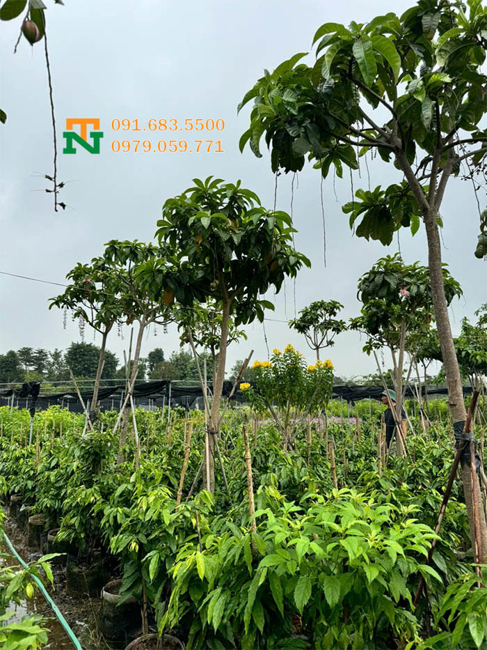 Cây lộc vừng tại vườn