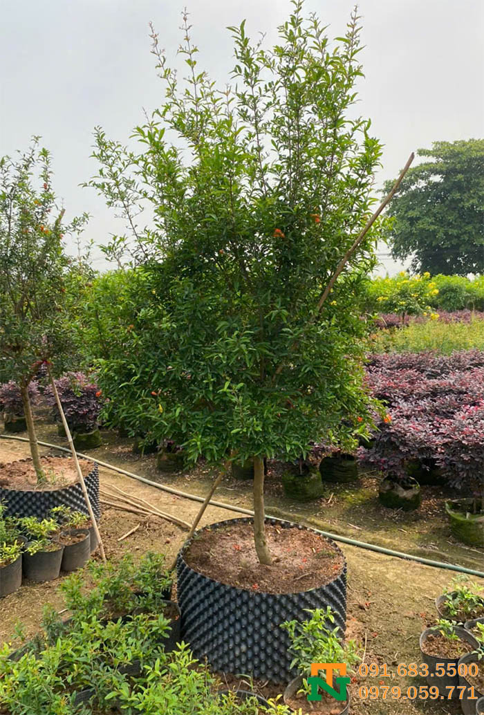 Cây lựu thái to giá tốt